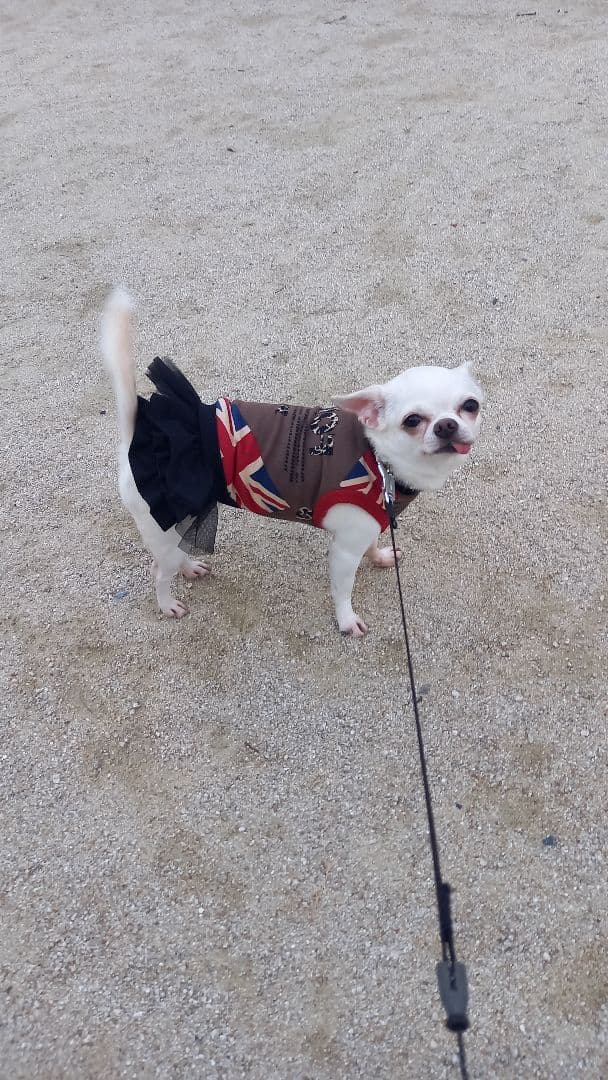 ユニオンジャックの犬の服　着画あり