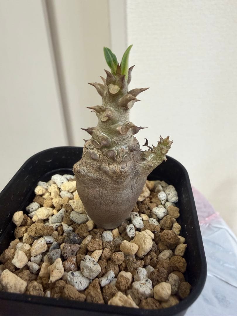 パキポディウムウィンゾリー