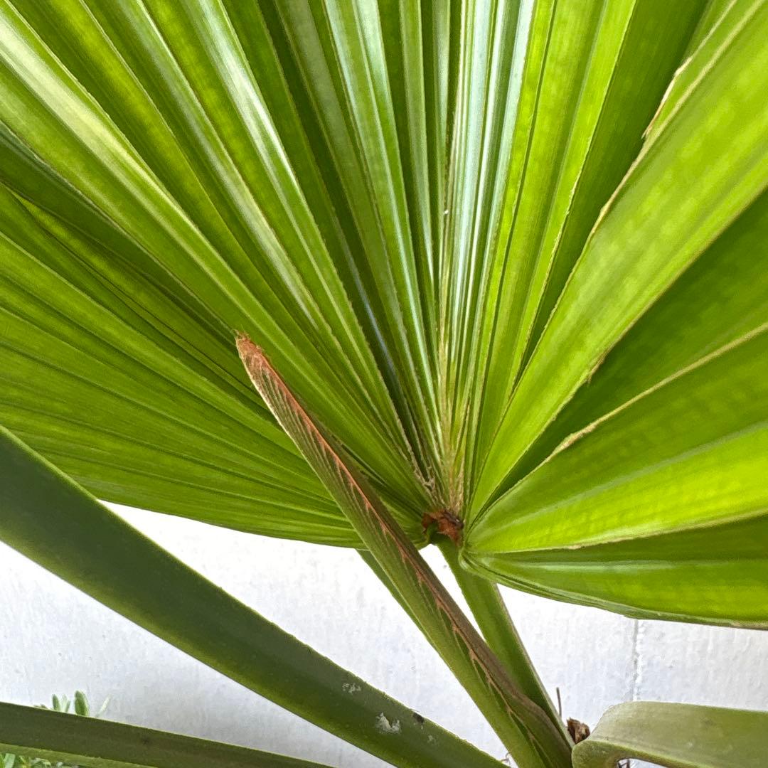 玉クバ　希少　珍奇植物　塊根植物　レア　トックリビロウ　神木