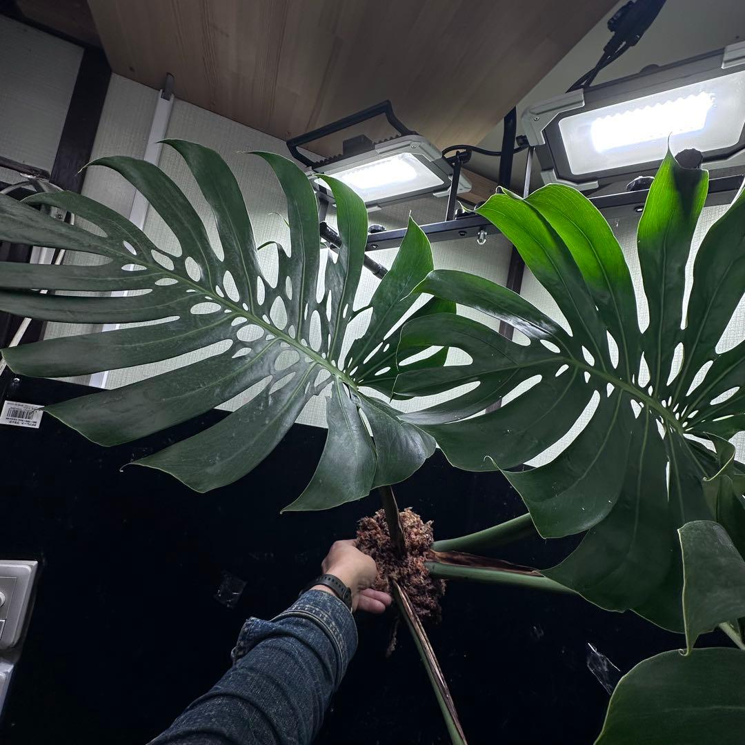 モンステラデリシオーサマクロコズム超希少系統鉢植え84㎝