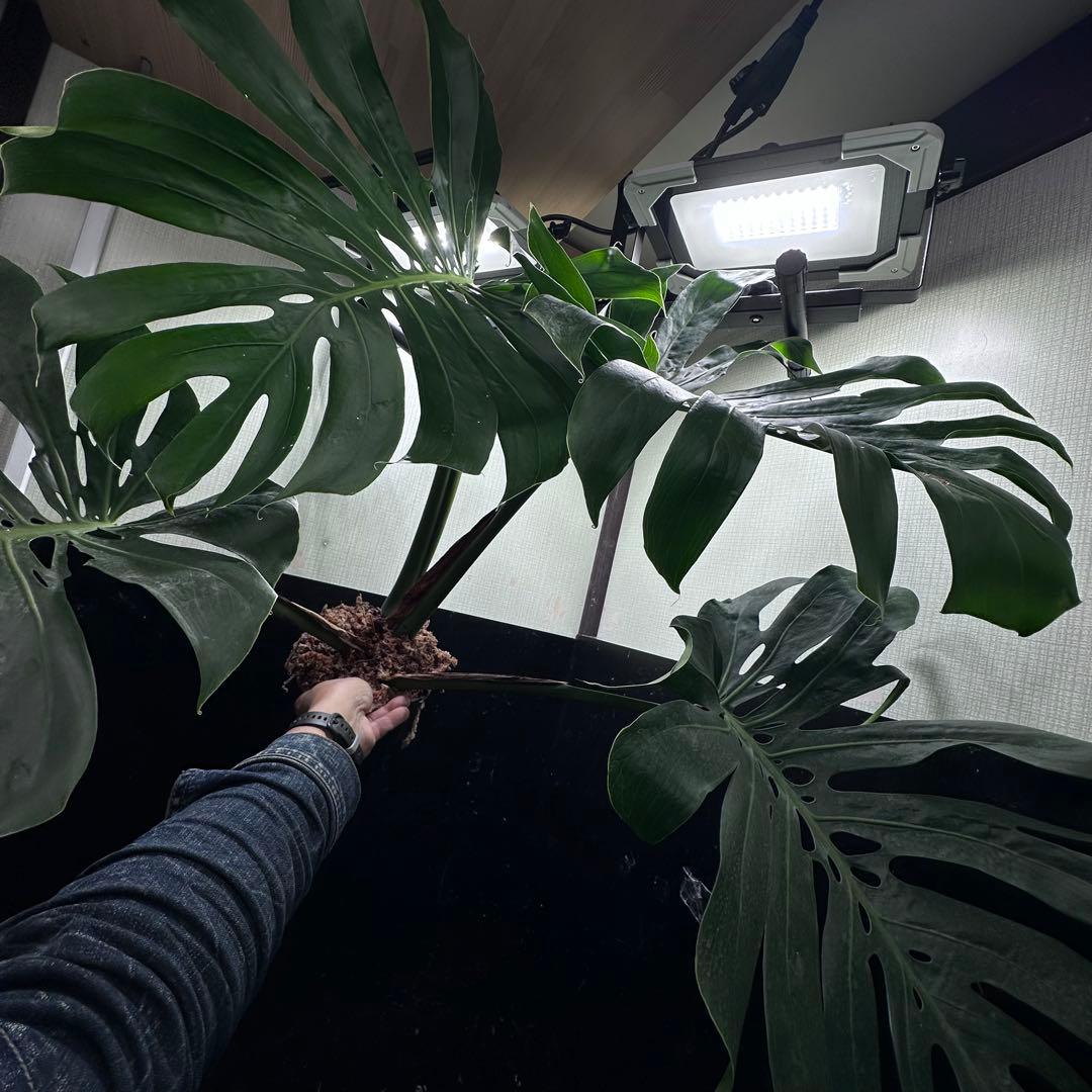 モンステラデリシオーサマクロコズム超希少系統鉢植え84㎝