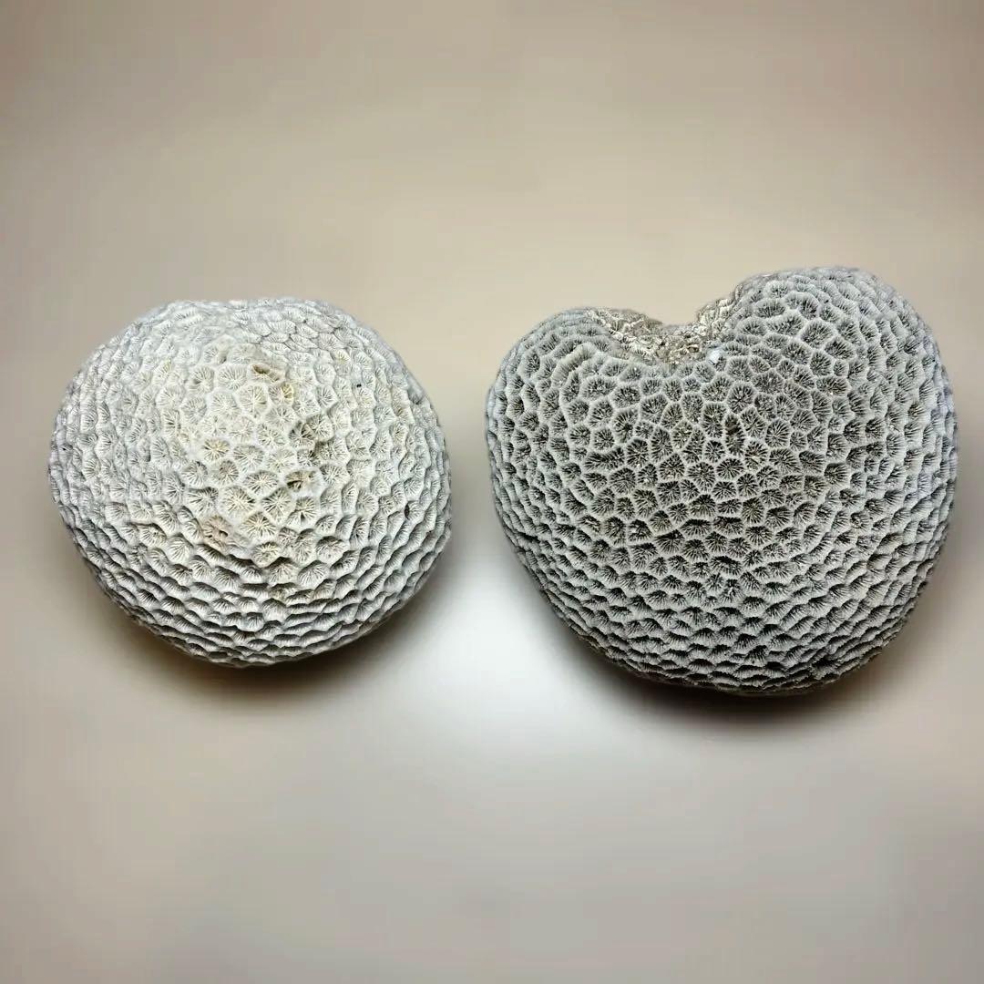サンゴの化石 置物 ２個せット