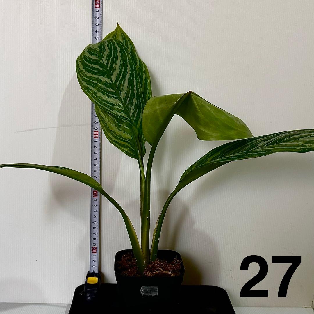 アグラオネマ ニティドゥム カーティシー 観葉植物 LEON レオン 27