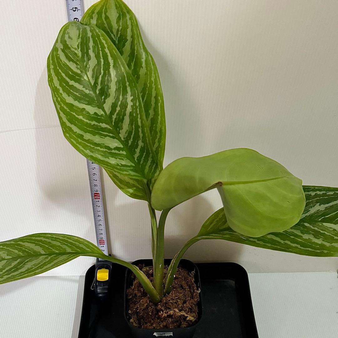 アグラオネマ ニティドゥム カーティシー 観葉植物 LEON レオン 27