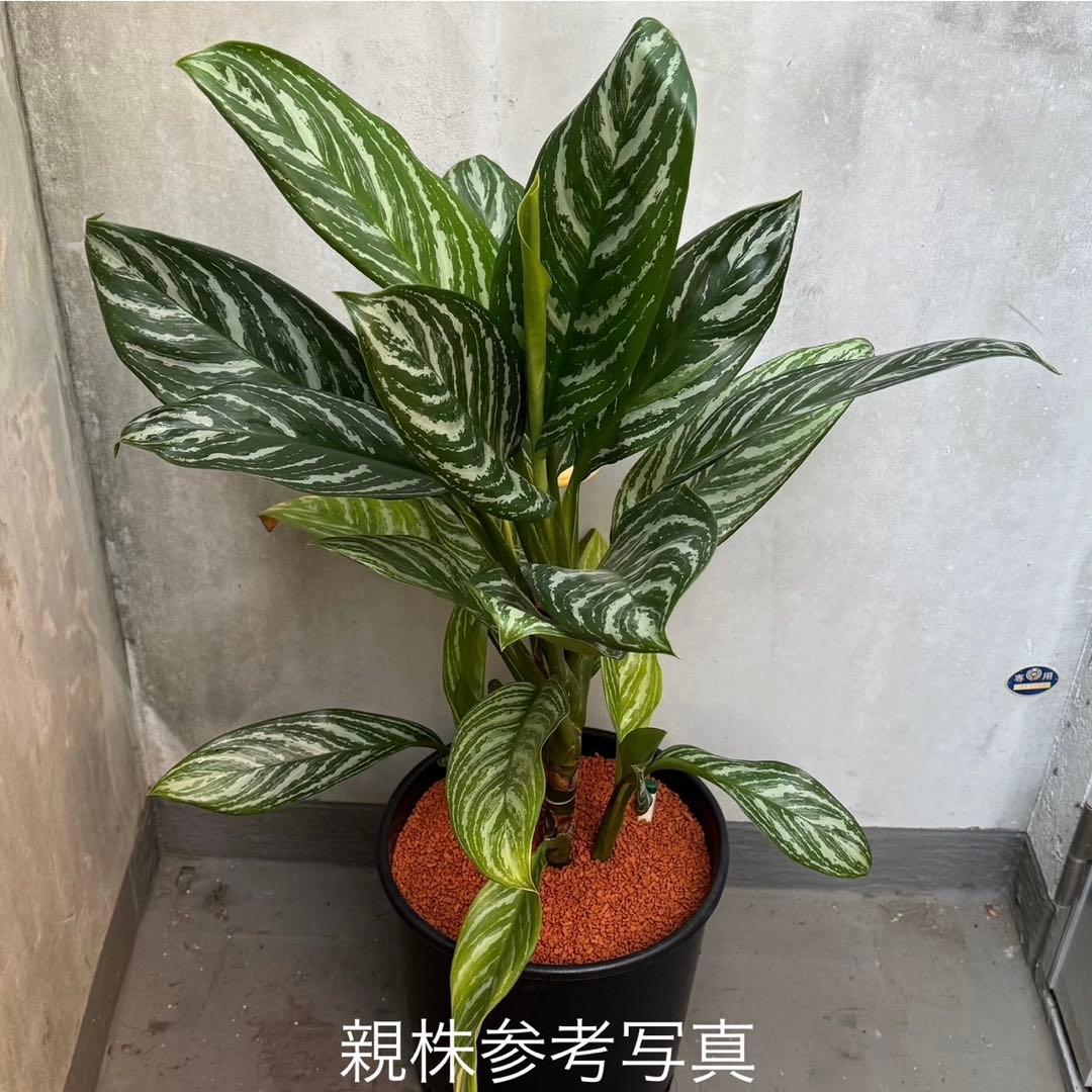 アグラオネマ ニティドゥム カーティシー 観葉植物 LEON レオン 27