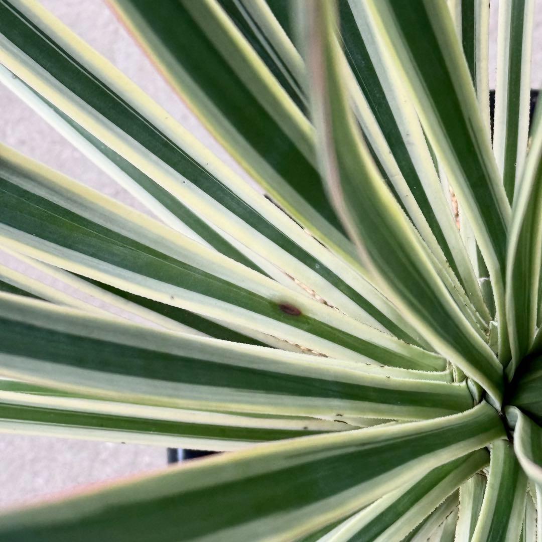 \"aloifolia \"ユッカアロイフォリア ⑪バリエガータ 斑入り 千寿蘭