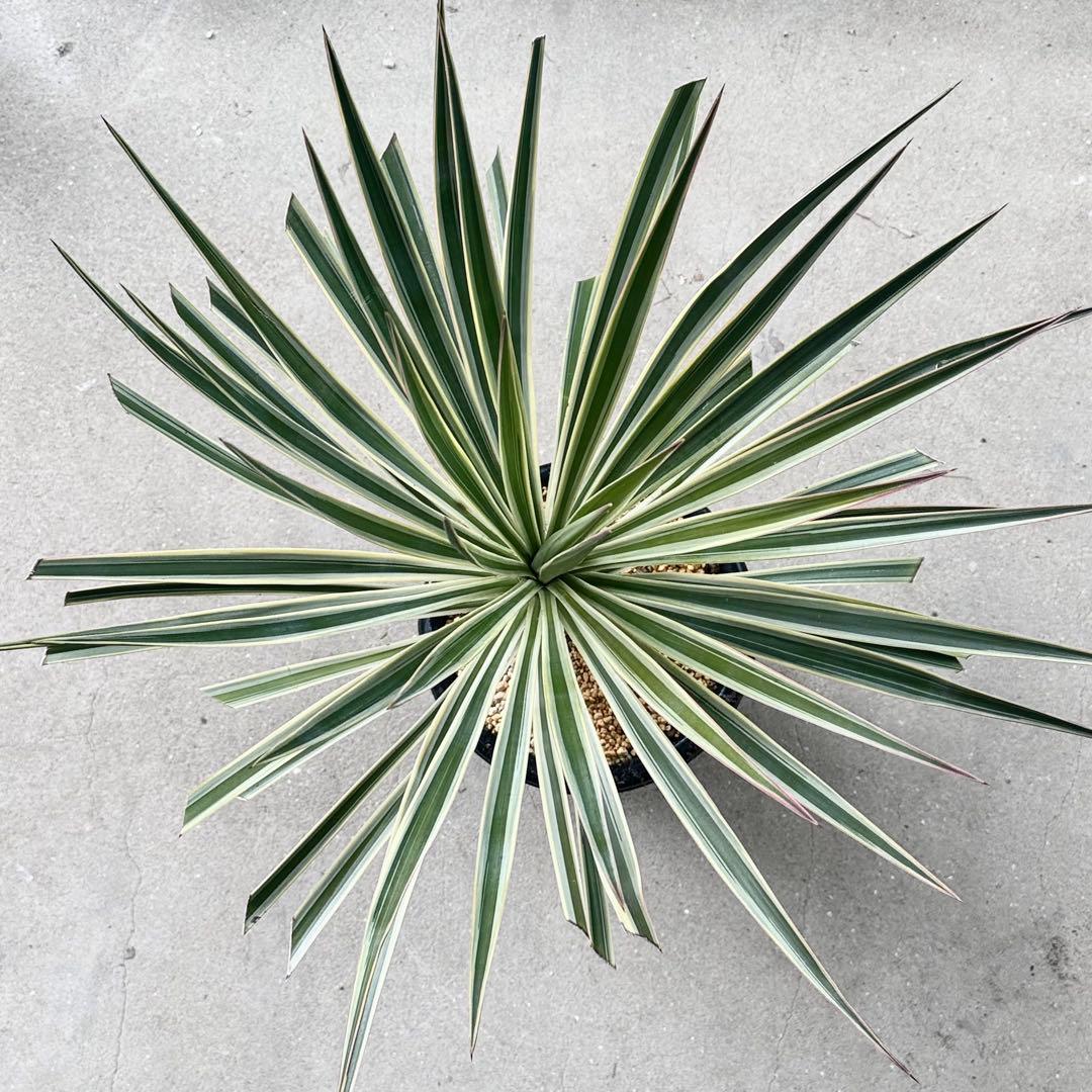 \"aloifolia \"ユッカアロイフォリア ⑪バリエガータ 斑入り 千寿蘭