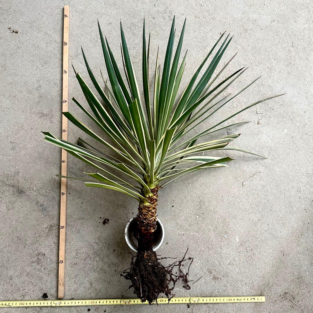 \"aloifolia \"ユッカアロイフォリア ⑪バリエガータ 斑入り 千寿蘭