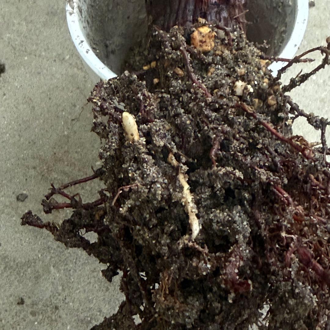 \"aloifolia \"ユッカアロイフォリア ⑪バリエガータ 斑入り 千寿蘭