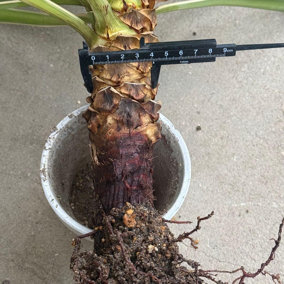 \"aloifolia \"ユッカアロイフォリア ⑪バリエガータ 斑入り 千寿蘭