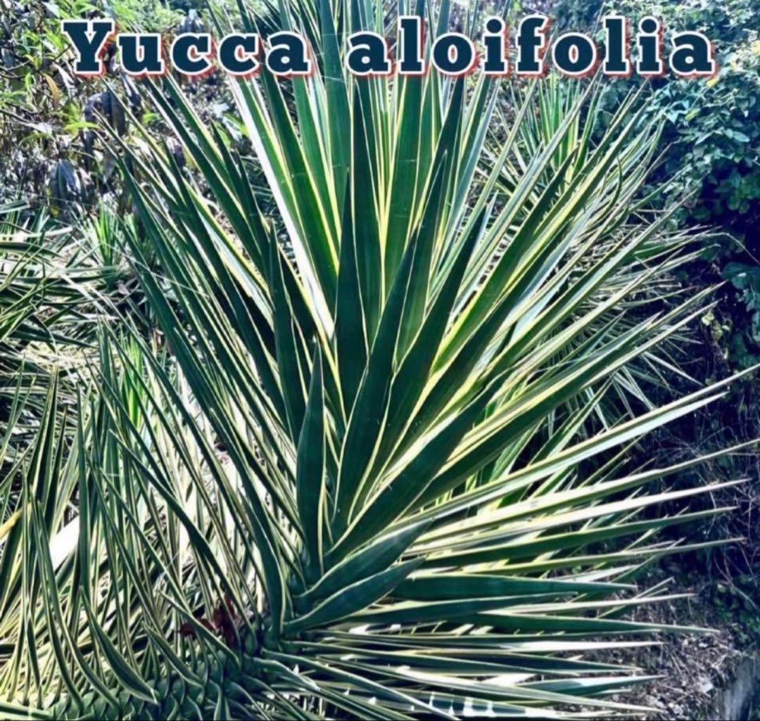 \"aloifolia \"ユッカアロイフォリア ⑪バリエガータ 斑入り 千寿蘭