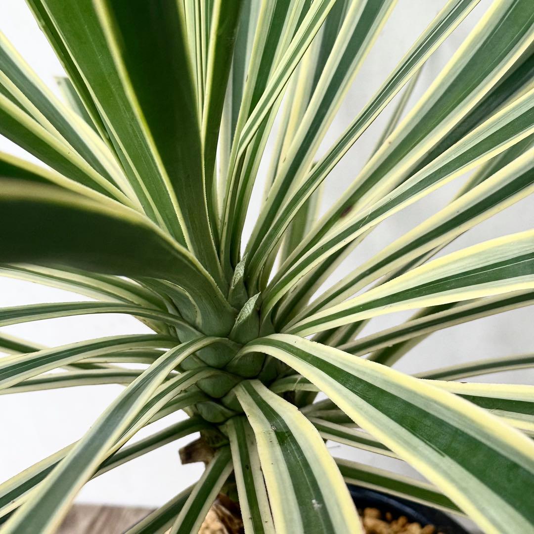 \"aloifolia \"ユッカアロイフォリア ⑪バリエガータ 斑入り 千寿蘭