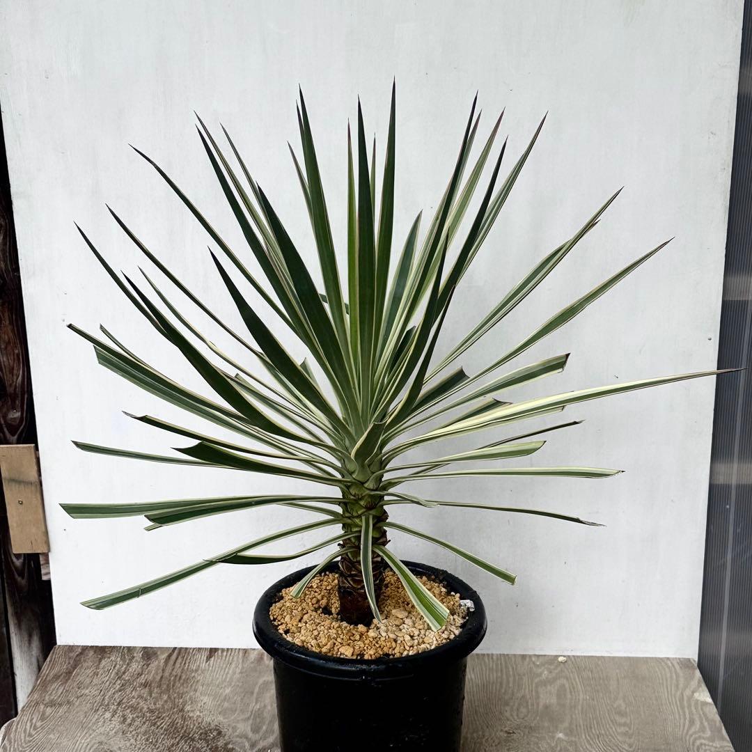 \"aloifolia \"ユッカアロイフォリア ⑪バリエガータ 斑入り 千寿蘭