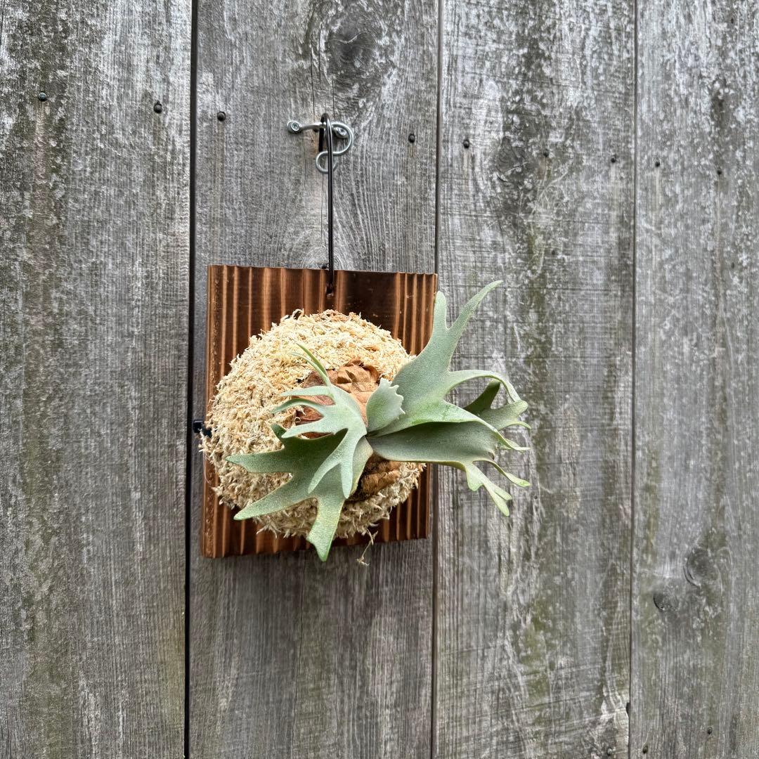 P.willinckii Nano sporeling ビカクシダ