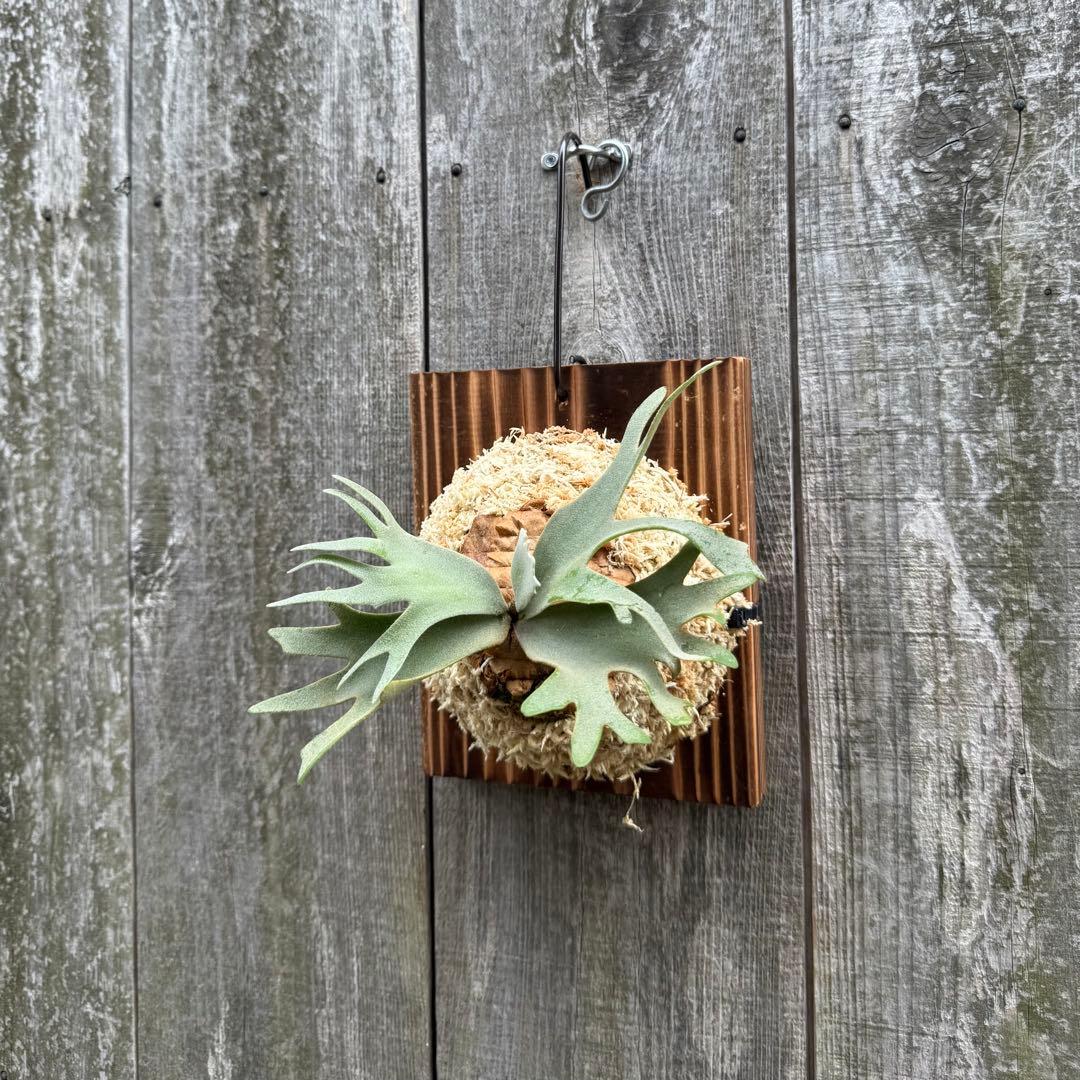 P.willinckii Nano sporeling ビカクシダ