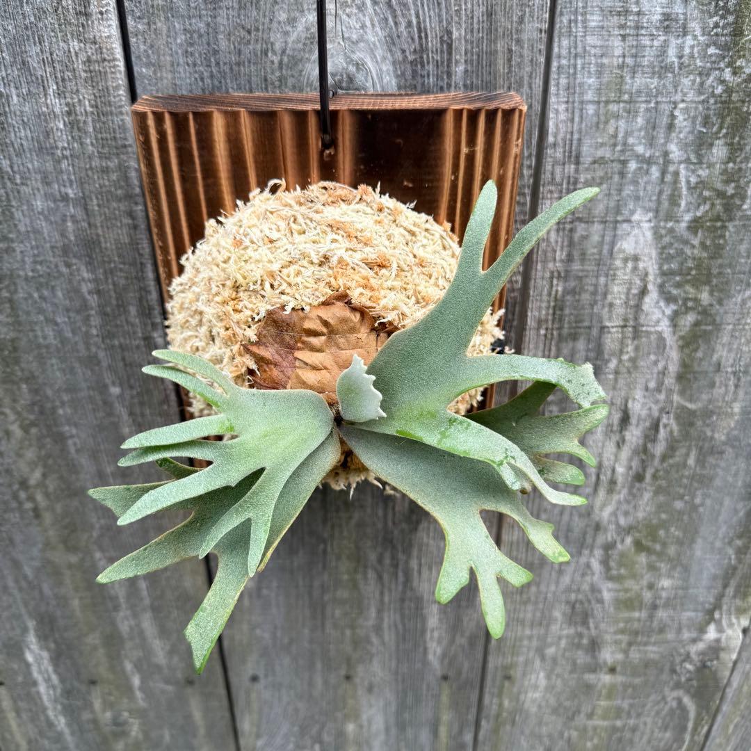 P.willinckii Nano sporeling ビカクシダ