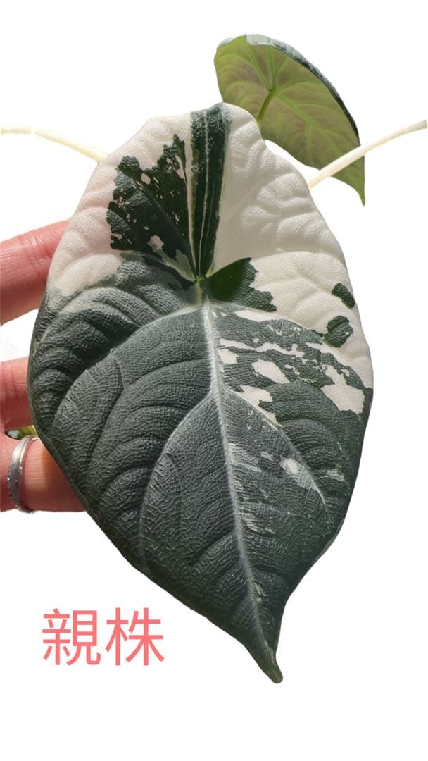 更新　アロカシア　マハラニアルボ　 2株入り 親株写真あり