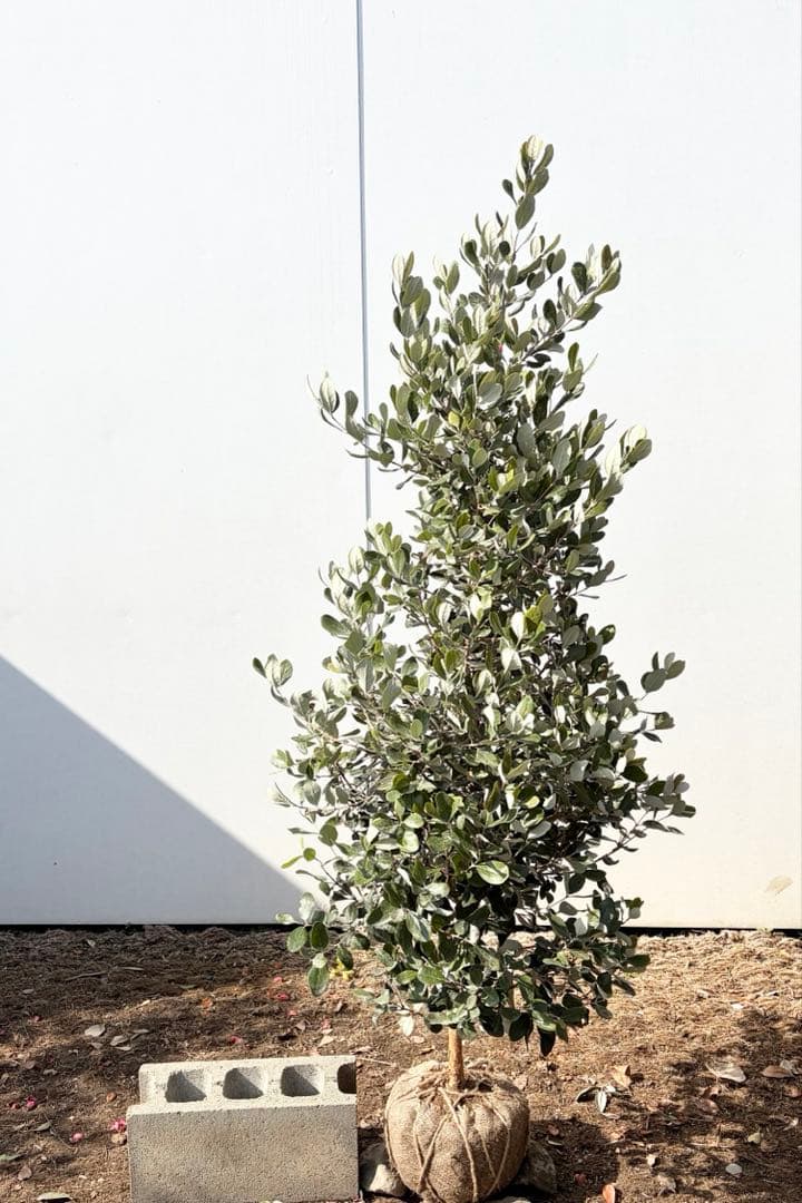 フェイジョア　パイナップルジェム　/83