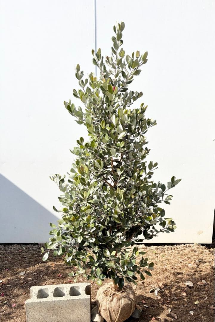 フェイジョア　パイナップルジェム　/83