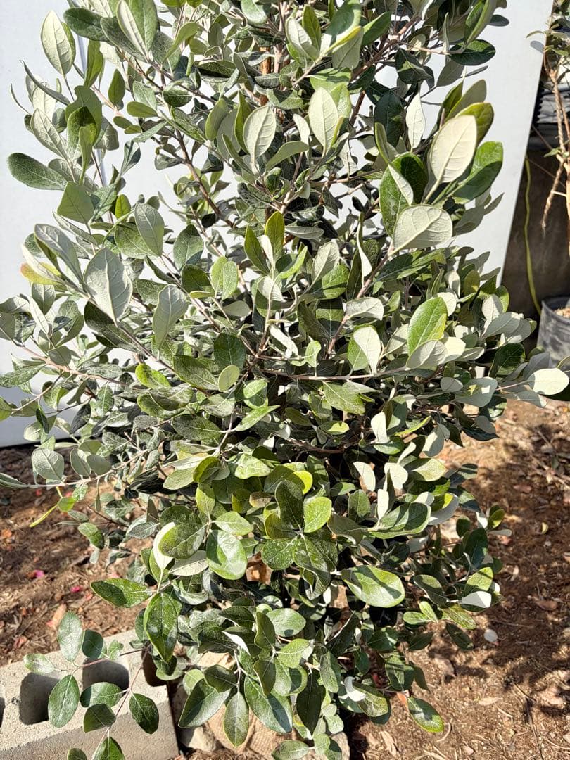 フェイジョア　パイナップルジェム　/83