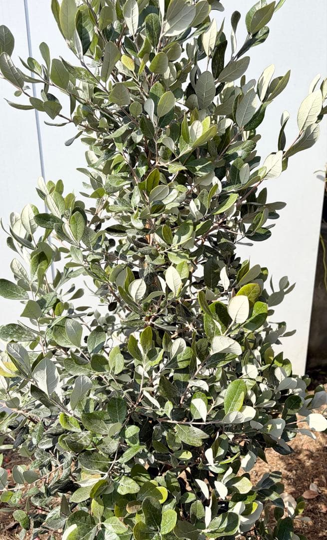 フェイジョア　パイナップルジェム　/83