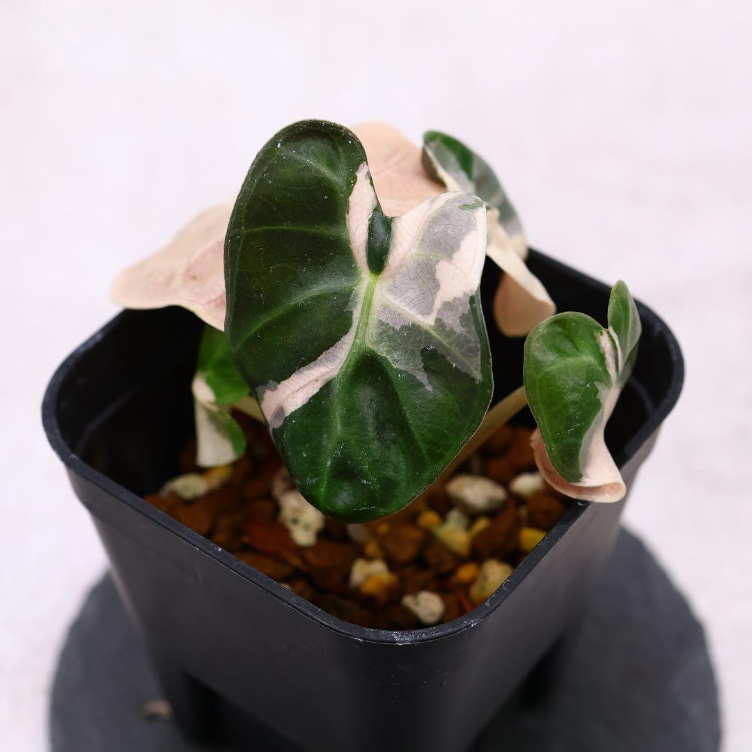 アロカシア ハートバルーン ピンク 斑入り