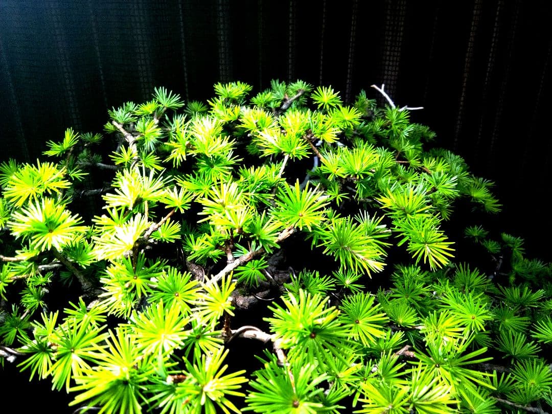 【大品　唐松盆栽】真柏　　　　　⭕樹齢 70年超山採り❗