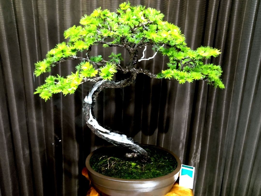 【大品　唐松盆栽】真柏　　　　　⭕樹齢 70年超山採り❗