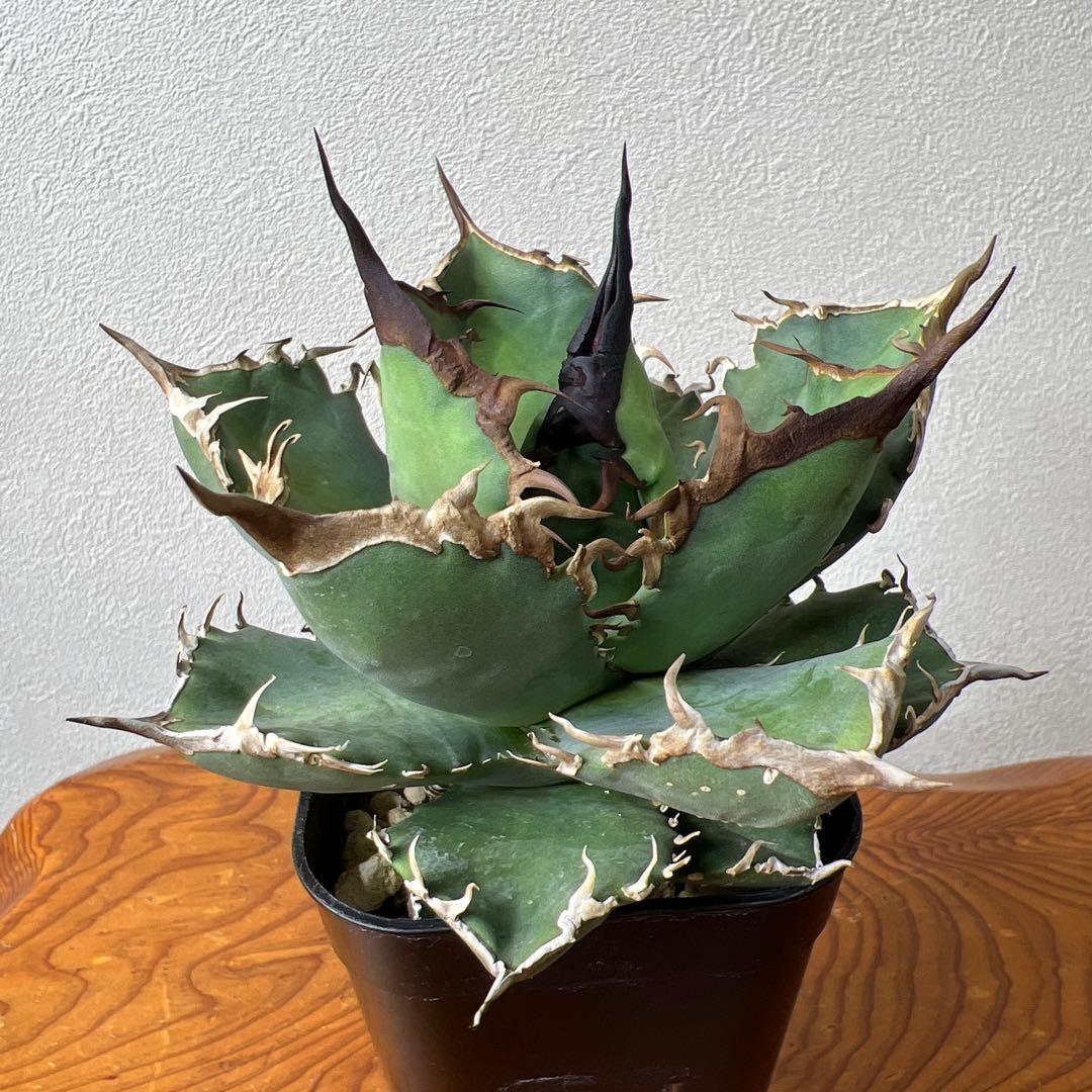 アガベ 海星 ③