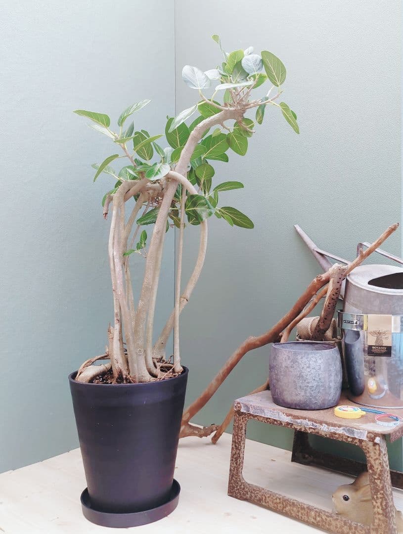 大人ベンガレンシス 曲がり 根上がり ブラックベンガレンシス９号