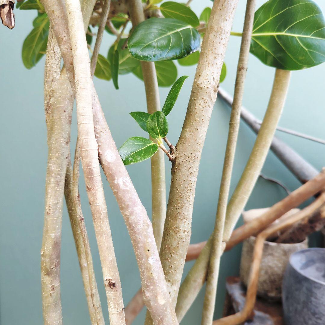 大人ベンガレンシス 曲がり 根上がり ブラックベンガレンシス９号