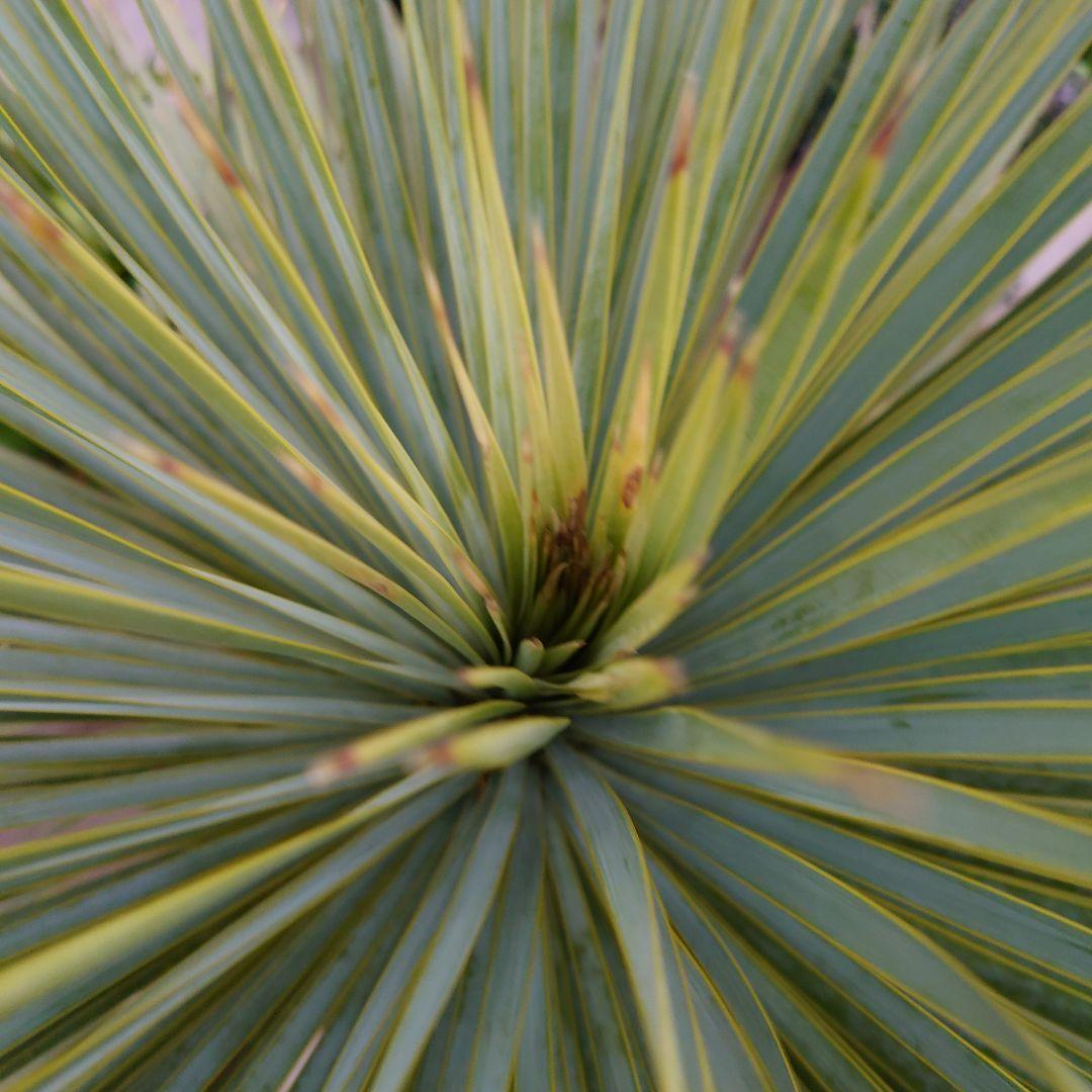 ユッカ ロストラータ 《Lサイズ・H=約1.6m・約45kg・14号》303