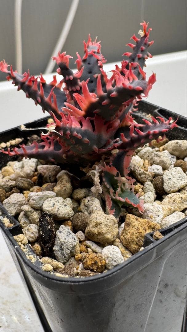 お問い合わせ用