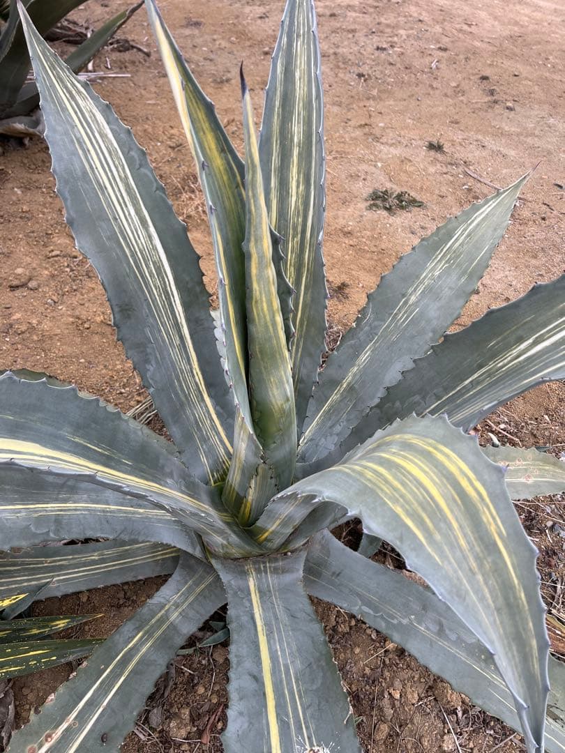 アガベ アメリカーナ 錦 大株 錦斑 ハケ斑