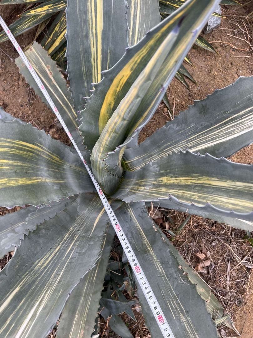 アガベ アメリカーナ 錦 大株 錦斑 ハケ斑