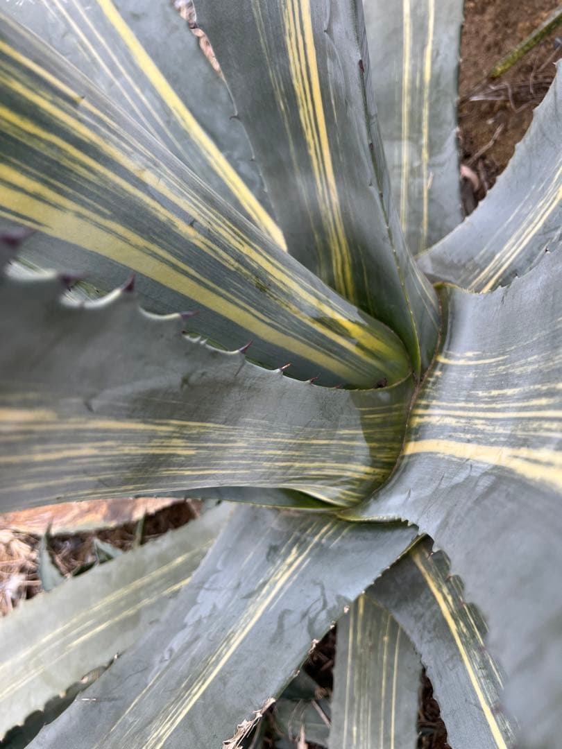 アガベ アメリカーナ 錦 大株 錦斑 ハケ斑