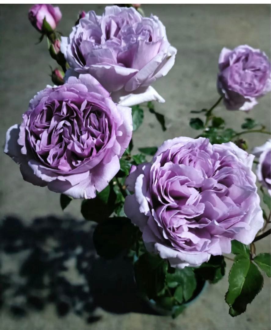 せつばあば　さん専用確認