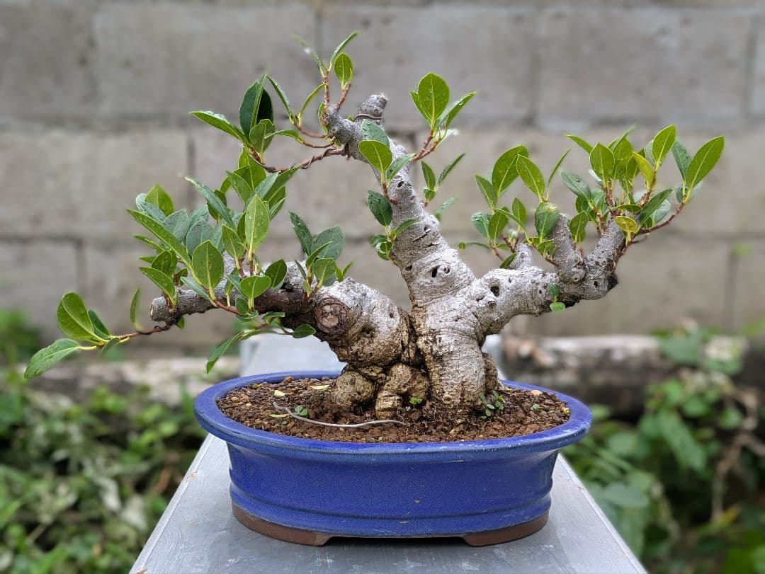 琉球盆栽　ガジュマル