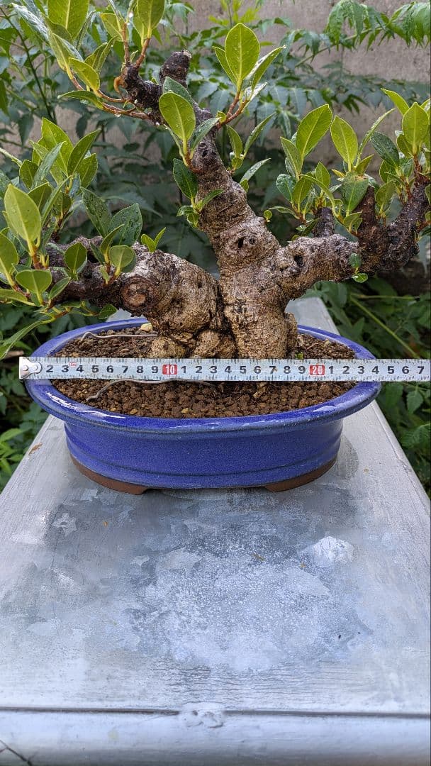 琉球盆栽　ガジュマル