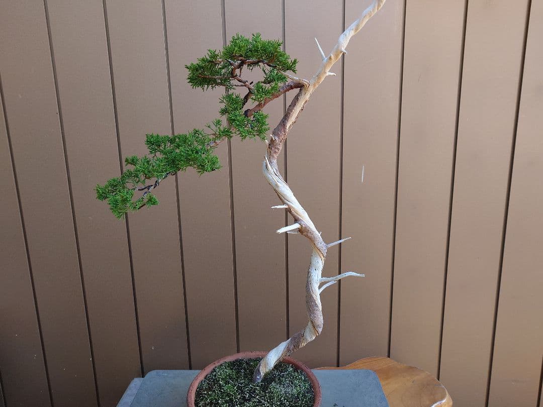 盆栽　糸魚川真柏　樹高73cm