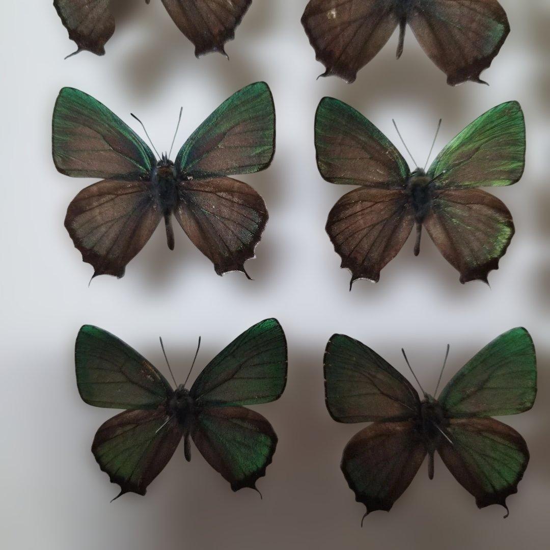 蝶標本　オオミドリシジミ属　１２頭　青森県　不習岳産