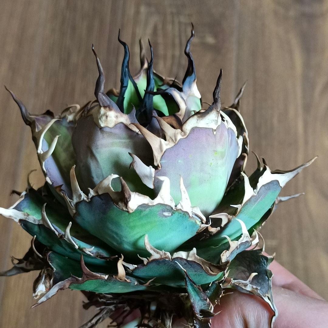 A299 特選アガベ チタノタ Hadesハデス恐竜牙歯陽炎狂棘 極上大株