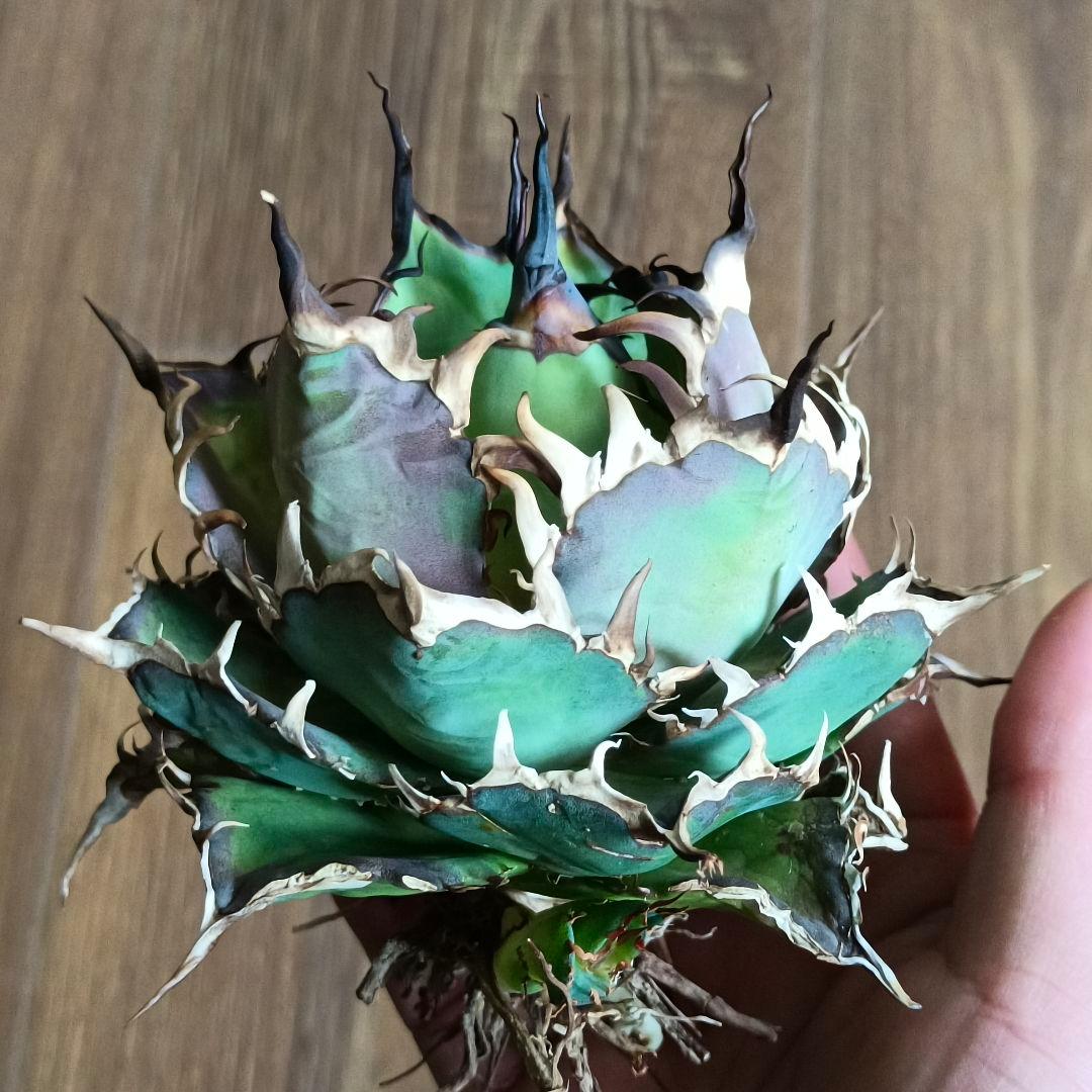A299 特選アガベ チタノタ Hadesハデス恐竜牙歯陽炎狂棘 極上大株