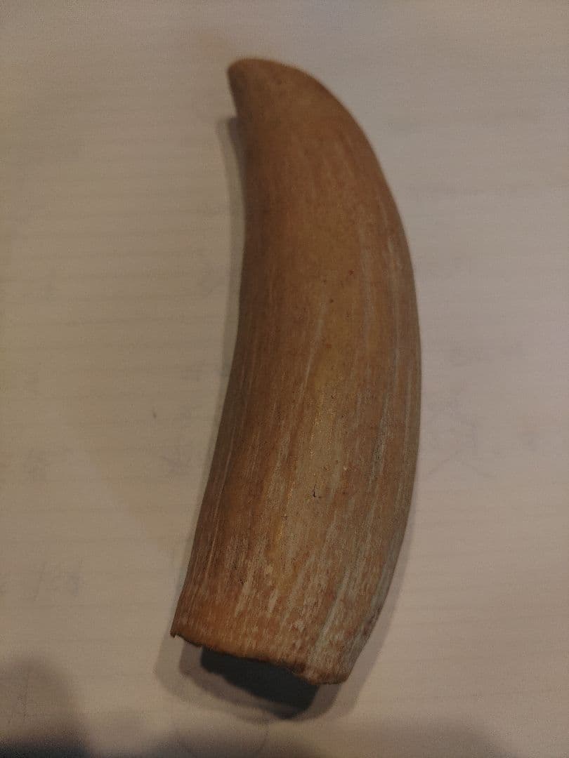 マッコウクジラの歯