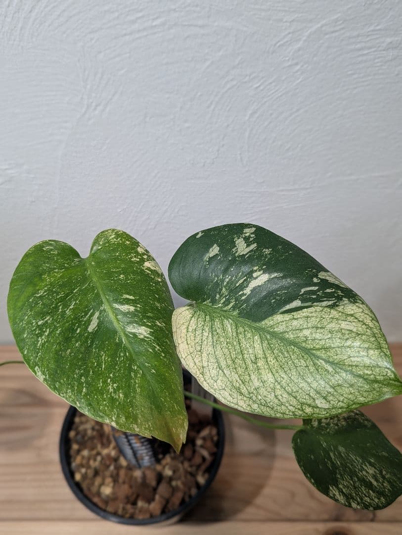 【激レア】モンステラ・デリシオーサ ‘ミント トリカラー’