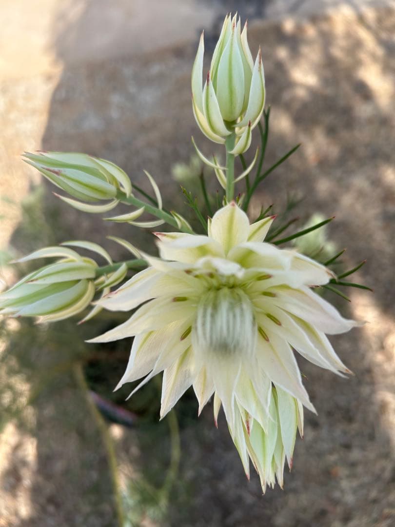 く*ま様 セルリアブラッシングブライド7号大