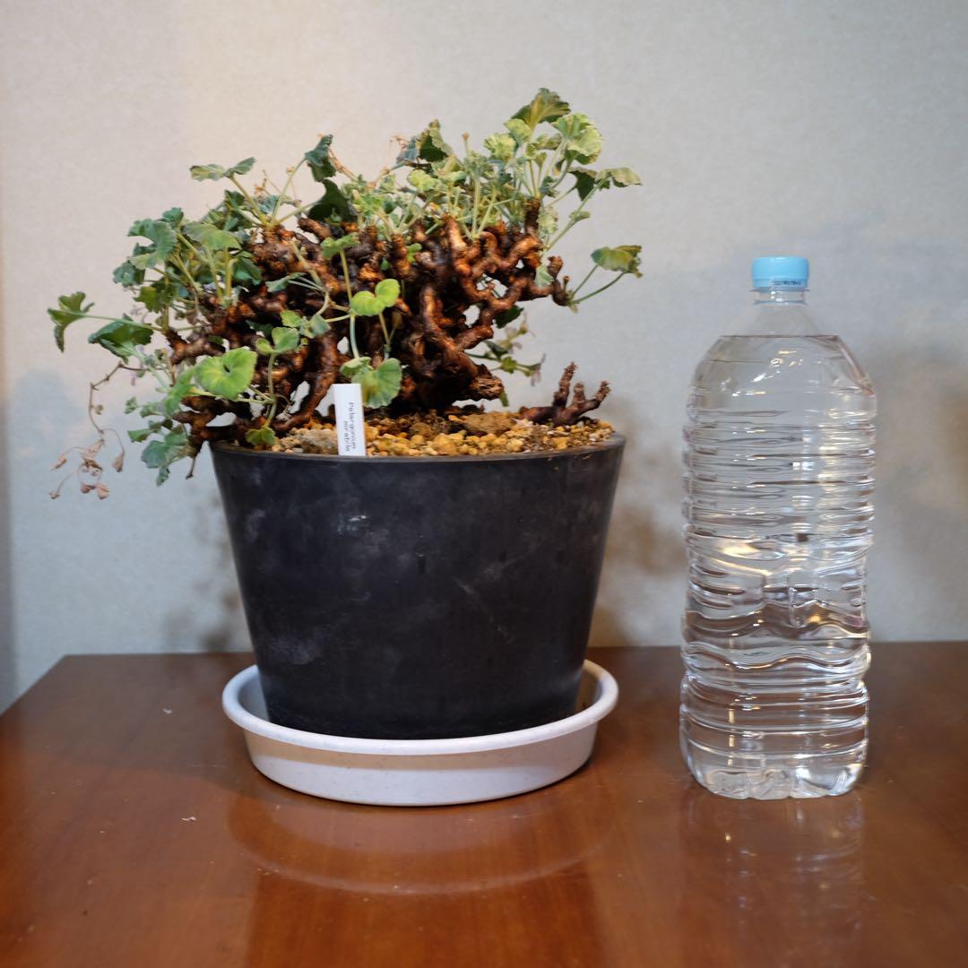 ペラルゴニムミラビレ　大株　鉢つき　抜き苗発送