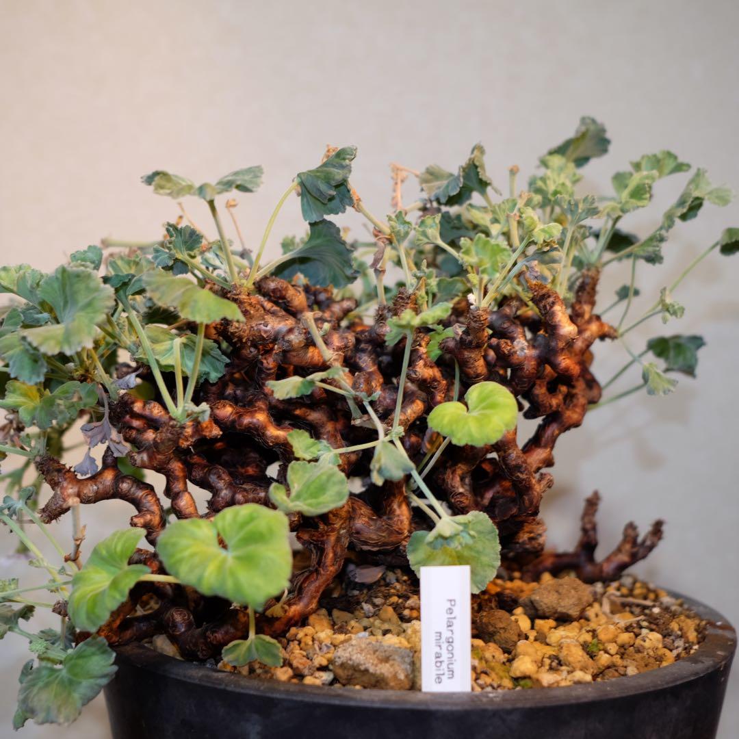 ペラルゴニムミラビレ　大株　鉢つき　抜き苗発送