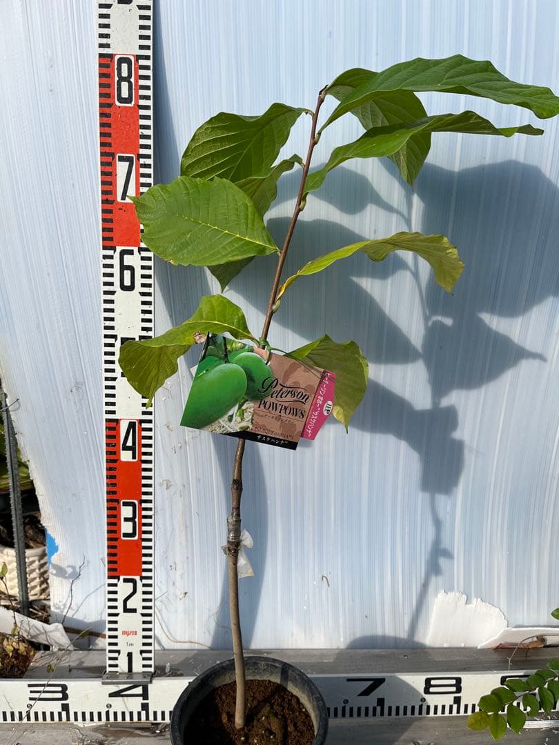 ポポー苗接木苗サスケハンナ５号