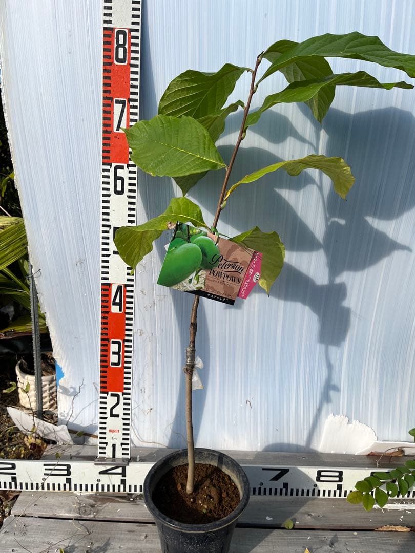 ポポー苗接木苗サスケハンナ５号